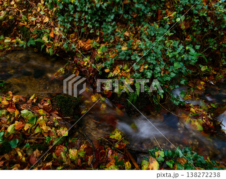 A narrow stream flows through a tranquil autumn forest. Colorful fallen leaves in shades of orange, yellow, and red cover the banks, mixing with lush green ivy and ferns. A narrow stream flows through a tranquil autumn forest. Colorful fallen leaves in shades of orange, yellow, and red cover the banks, mixing with lush green ivy and ferns. 138272238
