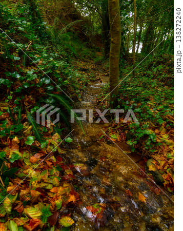 Small stream meanders through a vibrant autumn forest floor covered in colorful leaves and green plants. 138272240