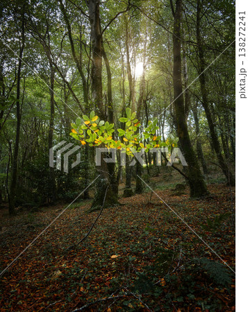 Vibrant autumn foliage glows in a shadowed forest, contrasting with tall, moss-covered trees and a leaf-strewn ground. Vibrant autumn foliage glows in a shadowed forest, contrasting with tall, moss-covered trees and a leaf-strewn ground. 138272241
