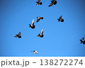 ドバトの飛行 138272274