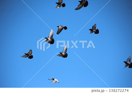 ドバトの飛行 138272274