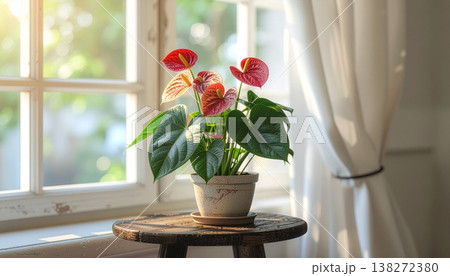 窓辺の赤いアンスリウムと陽射し　鮮やかなインテリアグリーン 138272380