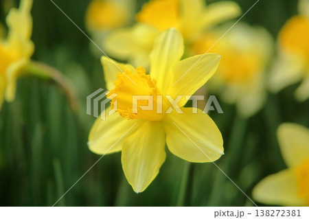黄色い水仙 黄色い水仙 138272381