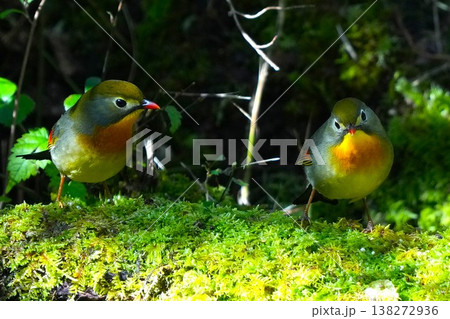 綺麗なソウシチョウ 138272936