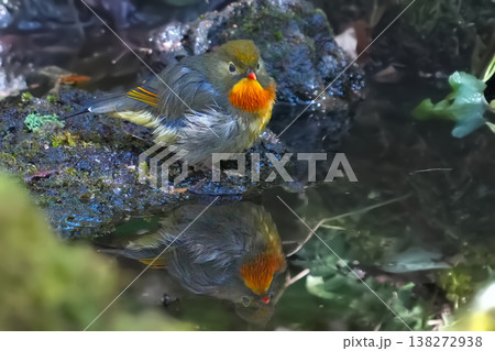 綺麗なソウシチョウ 綺麗なソウシチョウ 138272938