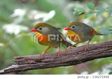 綺麗なソウシチョウ 138272940