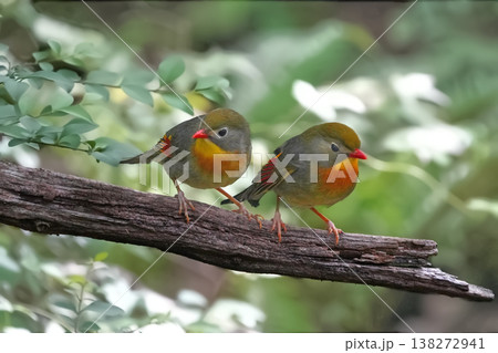綺麗なソウシチョウ 138272941