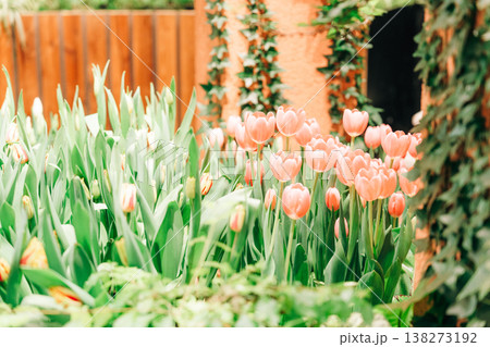 富山の美しいチューリップ 富山の美しいチューリップ 138273192