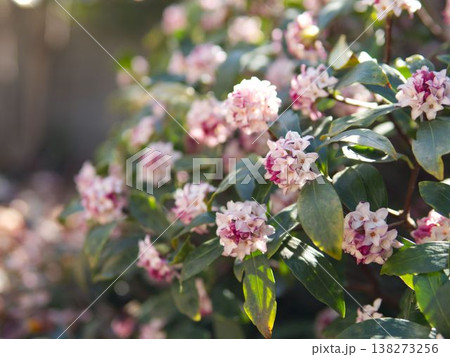 満開の沈丁花 満開の沈丁花 138273256