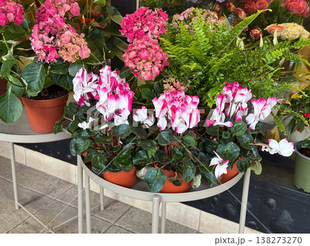 Cyclamen flowers with hydrangea and fern plants arranged in pots at flower shop display. Decorative greenery, indoor outdoor gardening, floral composition, seasonal ornamental plants Cyclamen flowers with hydrangea and fern plants arranged in pots at flower shop display. Decorative greenery, indoor outdoor gardening, floral composition, seasonal ornamental plants 138273270