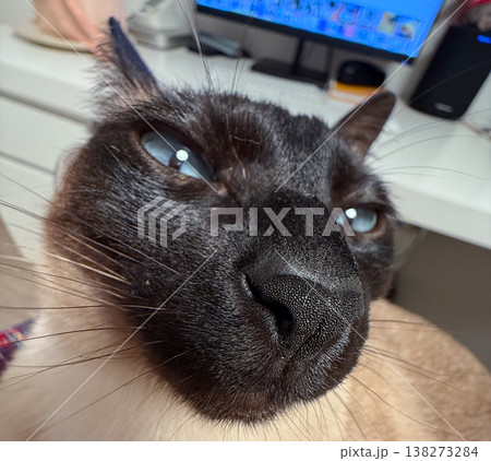 Funny Siamese cat resting on a lap in a cozy home workspace. Companionship, domestic comfort, fun, curiosity, routine, and the warm bond between pet presence and everyday indoor life. 138273284