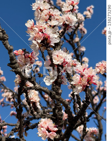Apricot blossoms with bees hover above dark branches under a deep blue sky. Pollination, spring awakening, biodiversity, fragile bloom, and the living energy of nature in sunlight. Apricot blossoms with bees hover above dark branches under a deep blue sky. Pollination, spring awakening, biodiversity, fragile bloom, and the living energy of nature in sunlight. 138273290