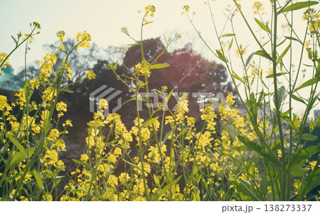 桜と菜の花のコラボレーション 桜と菜の花のコラボレーション 138273337
