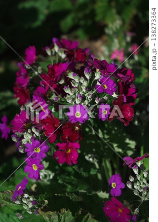 鮮やかな紫と赤のプリムラ・マラコイデスの花。日差しを浴びる冬から春の植物。 138273364