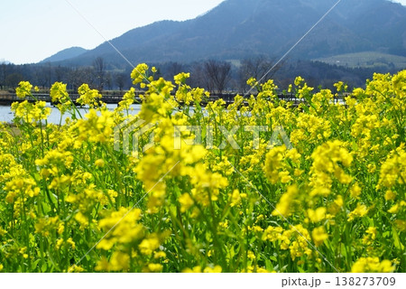 菜の花畑 菜の花畑 138273709