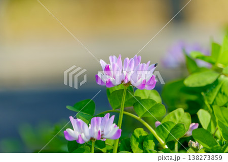 田園風景に咲く可憐なピンク色のレンゲソウ 田園風景に咲く可憐なピンク色のレンゲソウ 138273859