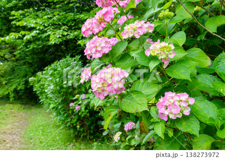 新緑の散歩道に咲くピンクの紫陽花と初夏の風景 138273972