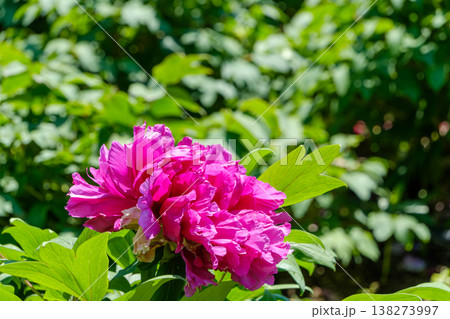初夏を彩る豪華で鮮やかな牡丹の花 初夏を彩る豪華で鮮やかな牡丹の花 138273997
