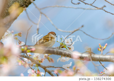 桜の枝に止まり春の訪れを告げるスズメ 138274300