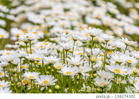 春の日差しを浴びて群生する白いマーガレットの花 138274302