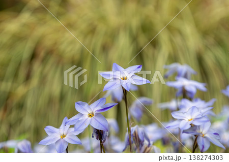 淡い紫色のハナニラが咲く春の柔らかな風景 138274303