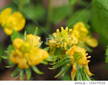 濡れた花 138274326