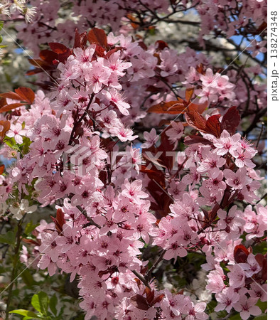 Flowering Prunus cerasifera canopy with pink blossoms and burgundy foliage in urban spring. Seasonal abundance, ornamental tree texture, botanical background, city landscape renewal concept. 138274348