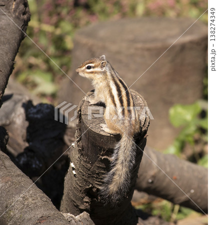 シマリス 138274349