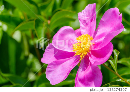 太陽に向かって大きく開く鮮やかなピンクのシャクヤク 138274397