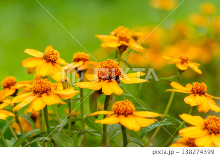 初秋の庭を彩るオレンジ色のジニアの花畑 138274399