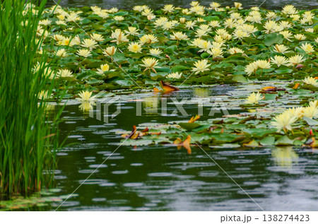 雨の日の池に浮かぶ黄色いスイレンの花々と波紋 雨の日の池に浮かぶ黄色いスイレンの花々と波紋 138274423