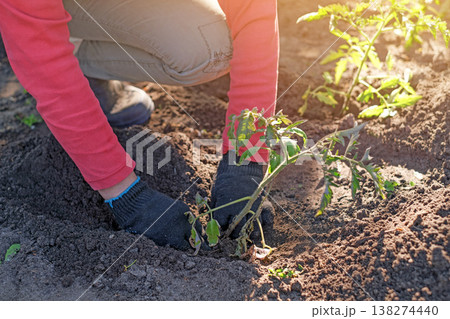 A farmer plants tomato Saplings in the ground at sunset in spring. Cultivation of agricultural crops on a farm plantation. Vegetable seedlings A farmer plants tomato Saplings in the ground at sunset in spring. Cultivation of agricultural crops on a farm plantation. Vegetable seedlings 138274440