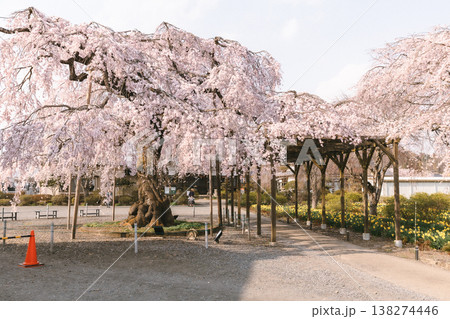 満開のしだれ桜と春の花咲く公園の小道 満開のしだれ桜と春の花咲く公園の小道 138274446