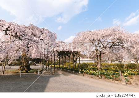 満開のしだれ桜と春の花咲く公園の小道 満開のしだれ桜と春の花咲く公園の小道 138274447
