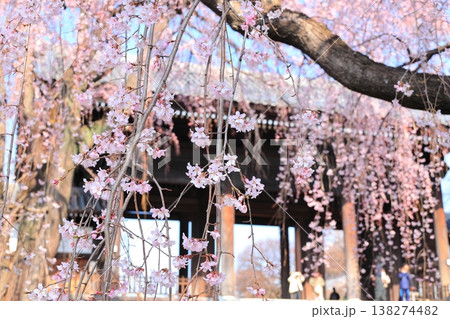 東京都府中市東郷寺のしだれ桜 138274482