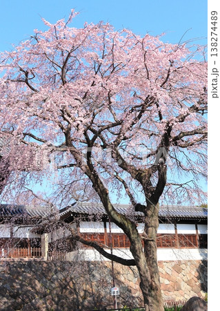 東京都府中市東郷寺のしだれ桜 東京都府中市東郷寺のしだれ桜 138274489