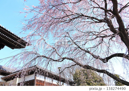 東京都府中市東郷寺のしだれ桜 138274490