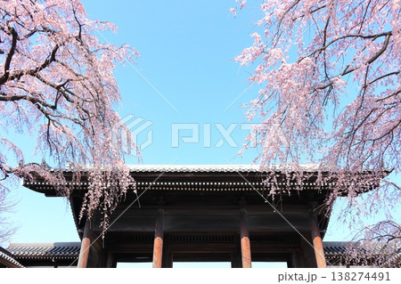 東京都府中市東郷寺のしだれ桜 東京都府中市東郷寺のしだれ桜 138274491