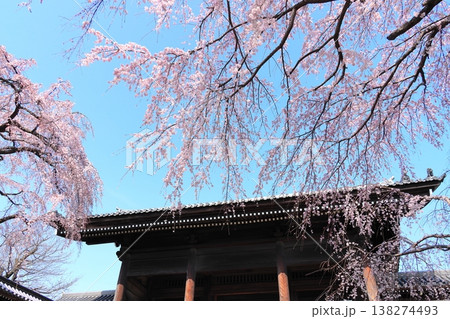 東京都府中市東郷寺のしだれ桜 東京都府中市東郷寺のしだれ桜 138274493