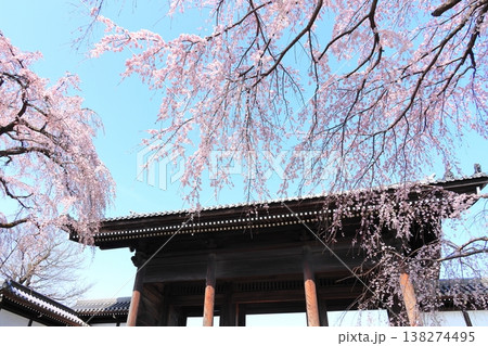 東京都府中市東郷寺のしだれ桜 東京都府中市東郷寺のしだれ桜 138274495