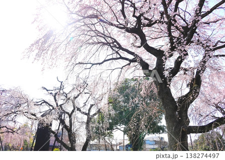 東京都府中市東郷寺のしだれ桜 138274497