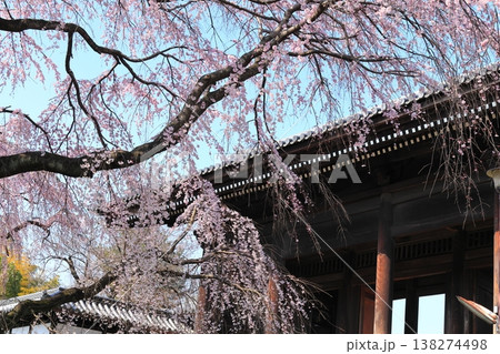 東京都府中市東郷寺のしだれ桜 東京都府中市東郷寺のしだれ桜 138274498