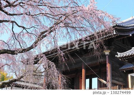 東京都府中市東郷寺のしだれ桜 東京都府中市東郷寺のしだれ桜 138274499