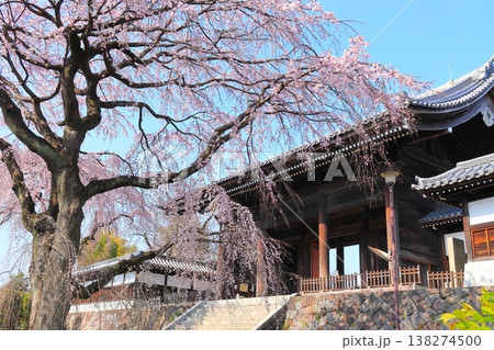 東京都府中市東郷寺のしだれ桜 東京都府中市東郷寺のしだれ桜 138274500