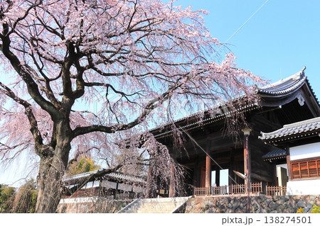 東京都府中市東郷寺のしだれ桜 138274501