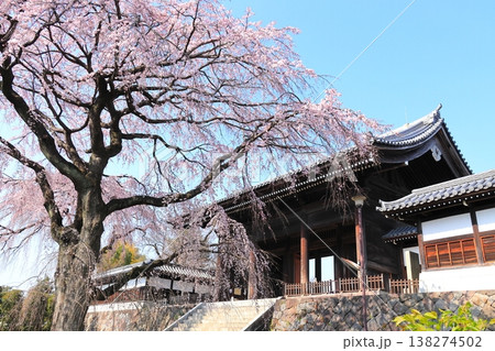 東京都府中市東郷寺のしだれ桜 138274502