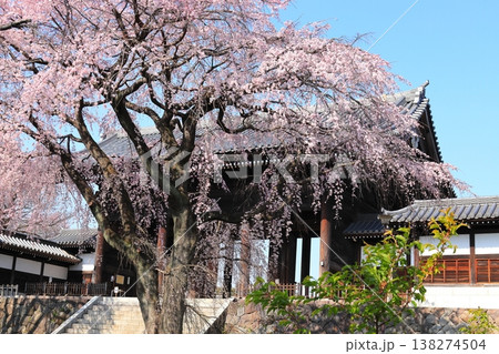 東京都府中市東郷寺のしだれ桜 東京都府中市東郷寺のしだれ桜 138274504