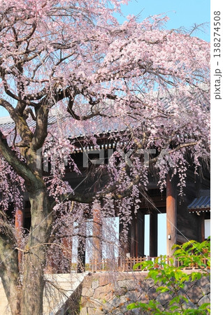 東京都府中市東郷寺のしだれ桜 東京都府中市東郷寺のしだれ桜 138274508