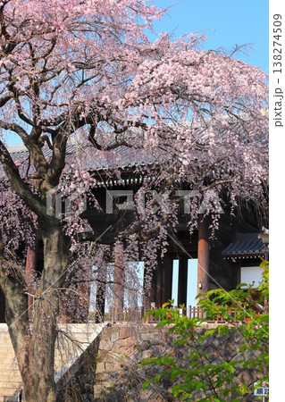 東京都府中市東郷寺のしだれ桜 138274509