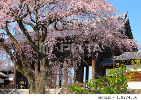 東京都府中市東郷寺のしだれ桜 東京都府中市東郷寺のしだれ桜 138274510